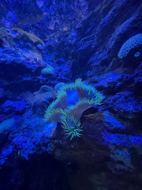 deep blue anemone   martha colyer