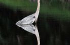 Great White Heron