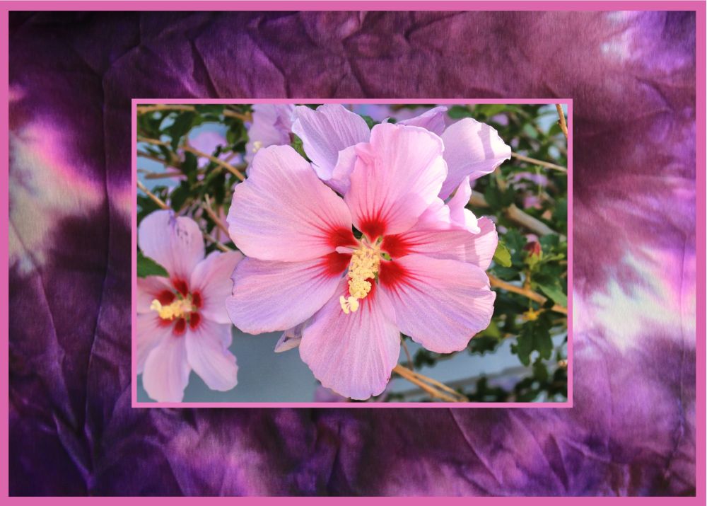 ROSE OF SHARON 2