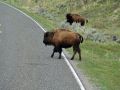 Bison Traffic Jam