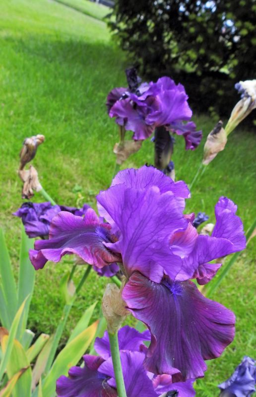 Fairmont Dutch Iris