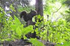 Squirrel topiary