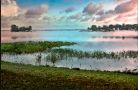 Matted Orlando wetlands