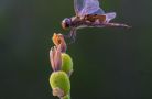 Swift Winged Skimmer Dragonfly   Dale Rubin