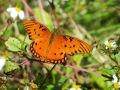 Gulf Frittilary Butterfly  Denise Gatchell