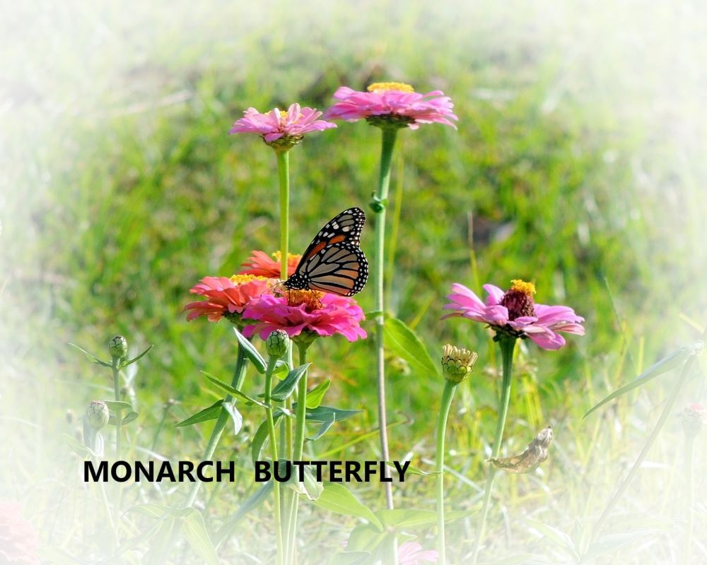 4  dscn5264  monarch butterfly  march