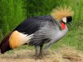 african crown crane picaso