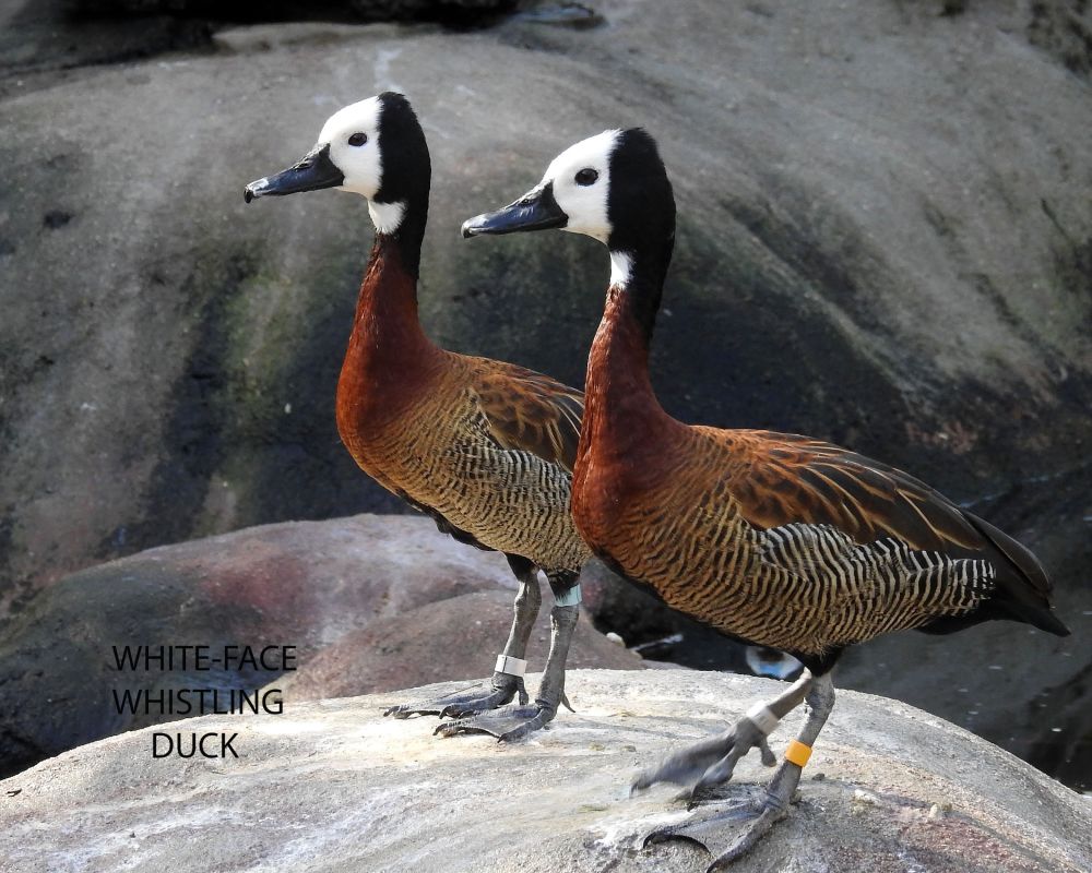 seeing double white  face whistling duck  done