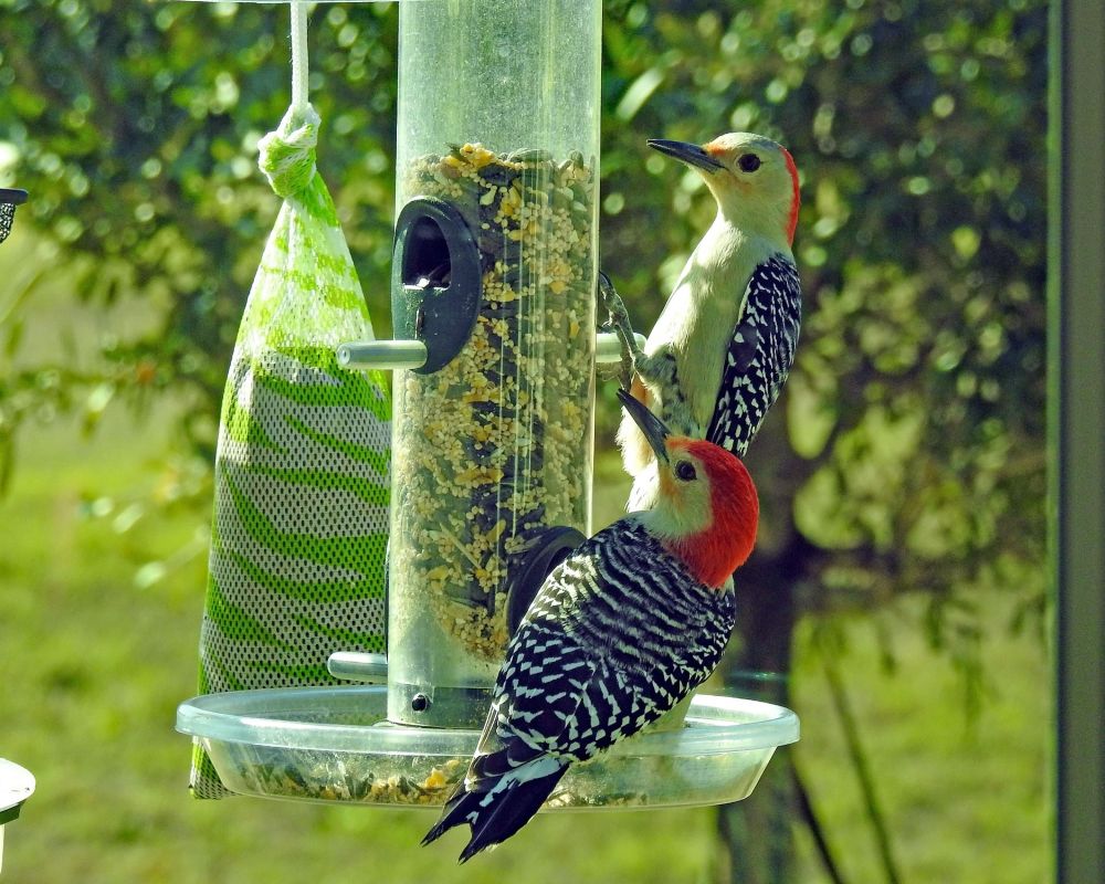 woodpeckers   august