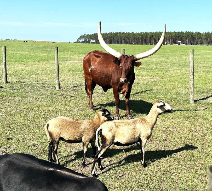 bull goat friends