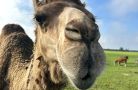 camel nose