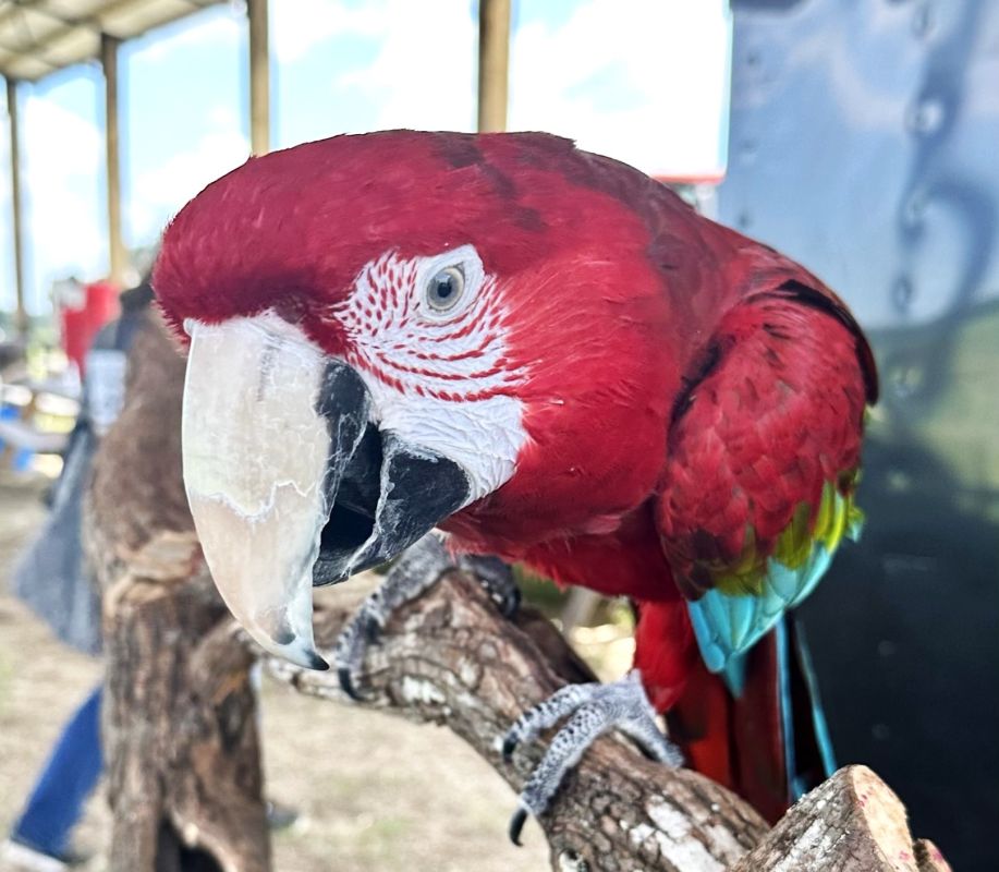 parrot beak
