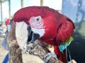 parrot beak
