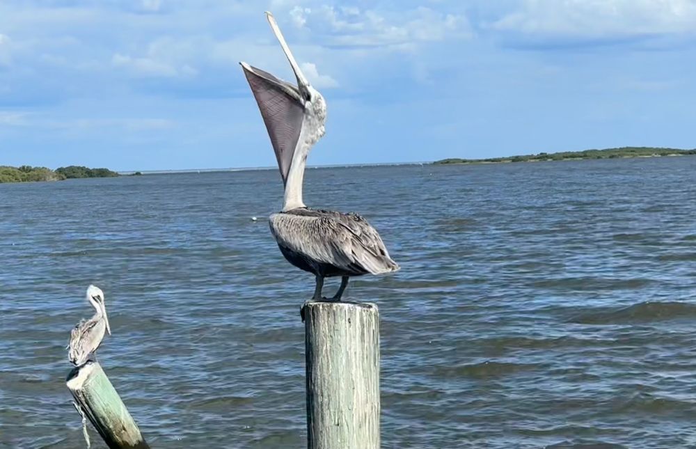pelican eating