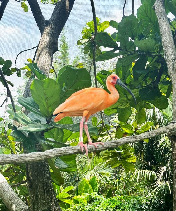 pink ibis