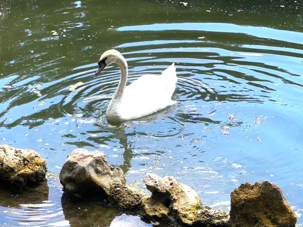 swan swim