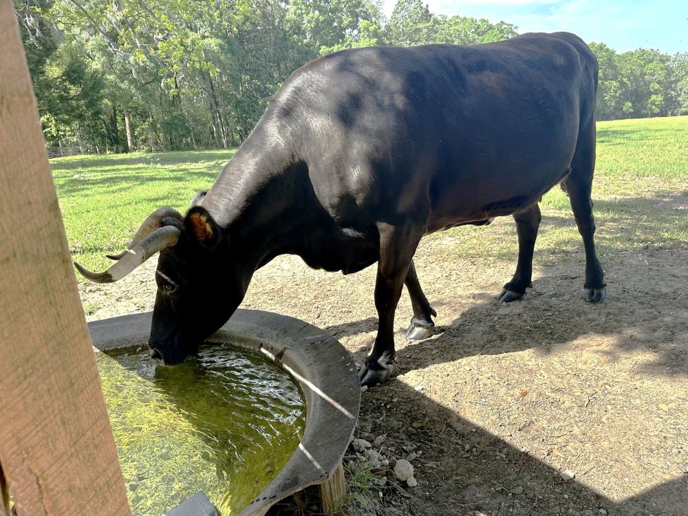 thirsty bull