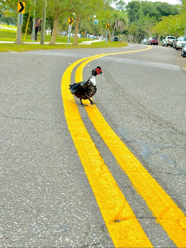 tuskawilla bird in road
