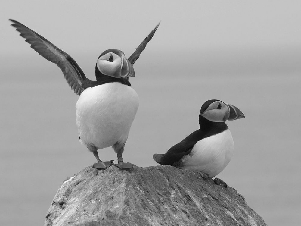 a pair of puffins