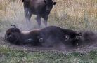 bison with young
