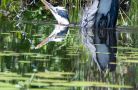 blue heron in the water